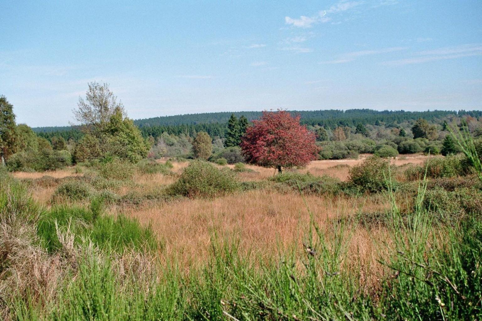 Zum Alten Landrat Monschau Exteriör bild